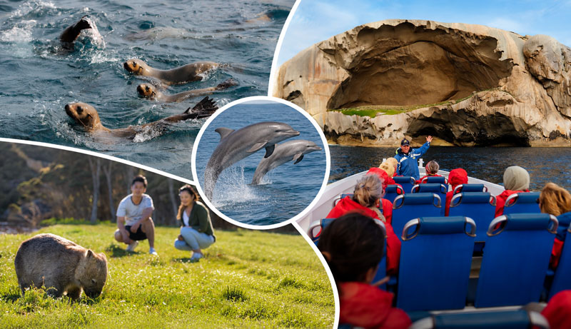 Wildlife Encounters on Land & Sea! Wilsons Promontory Ultimate Tour & Cruise (Ex: Melbourne City)