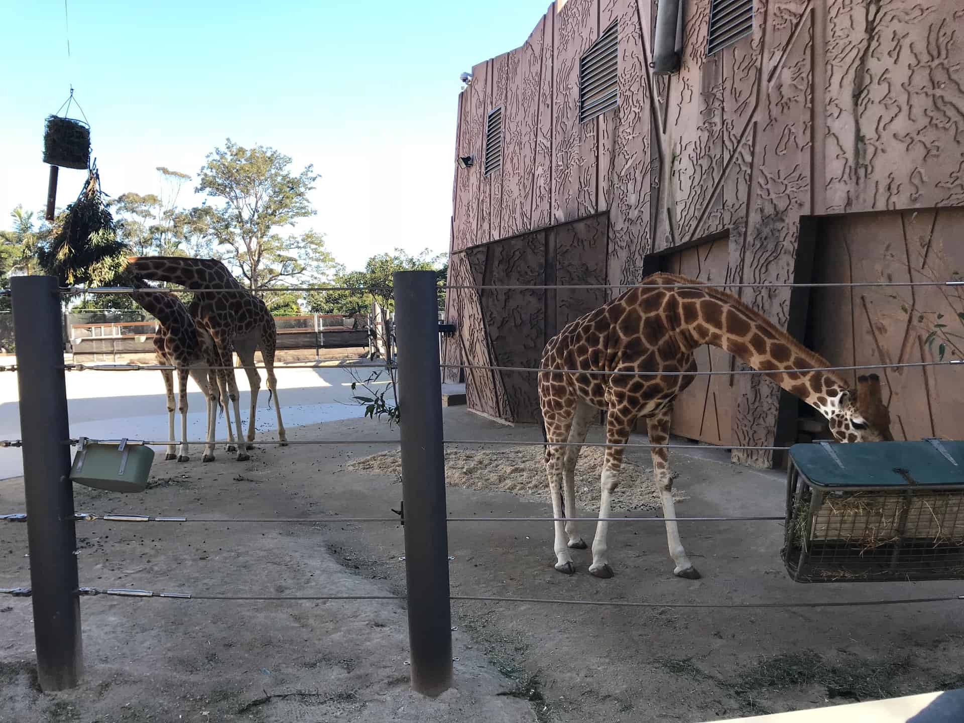 Taronga Zoo Admission | Included Sydney Harbour Ferry Express image 3
