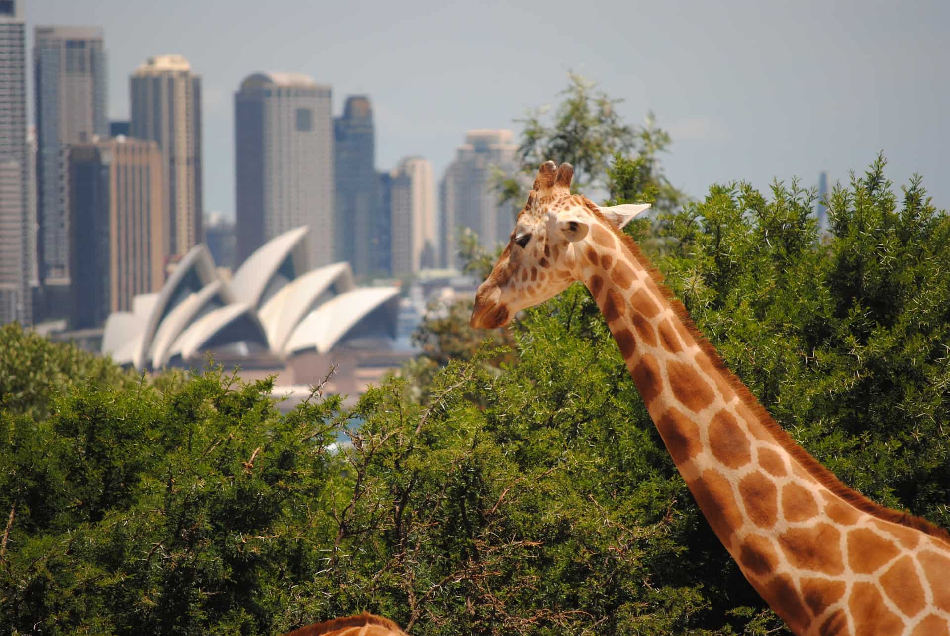 Taronga Zoo Admission | Included Sydney Harbour Ferry Express image 2