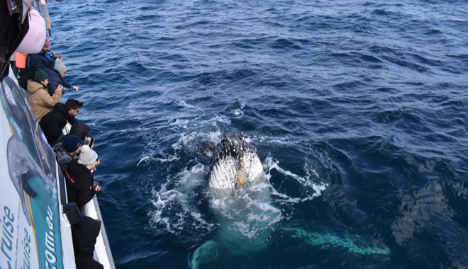 Wilsons Promontory Whale Watching Cruise image 3