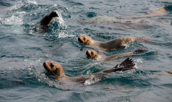 Wilsons Promontory Whale Watching Cruise image 2