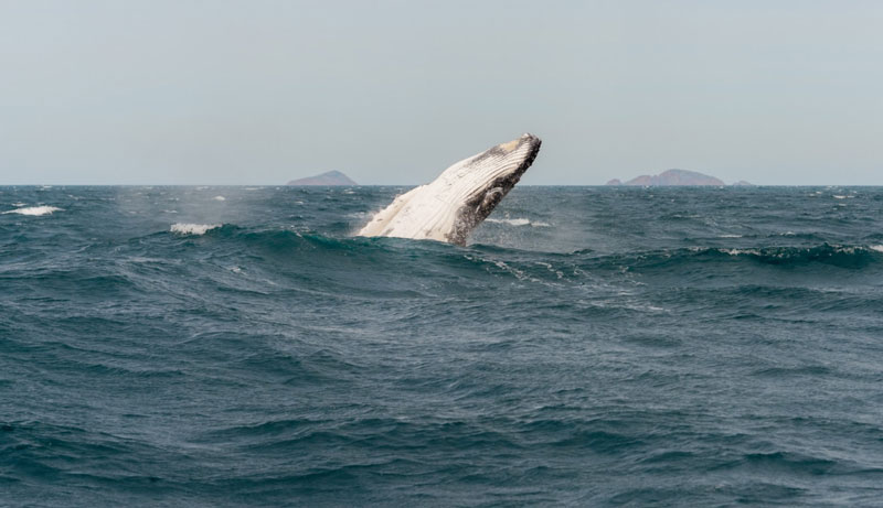 Wilsons Promontory Whale Watching Cruise