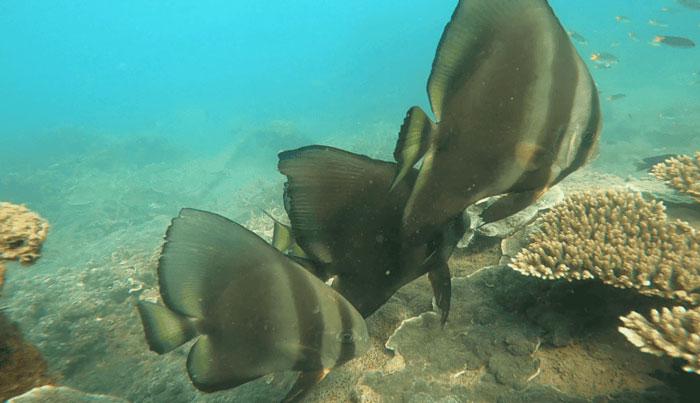 Great Barrier Reef Snorkel Cruise Tour image 4