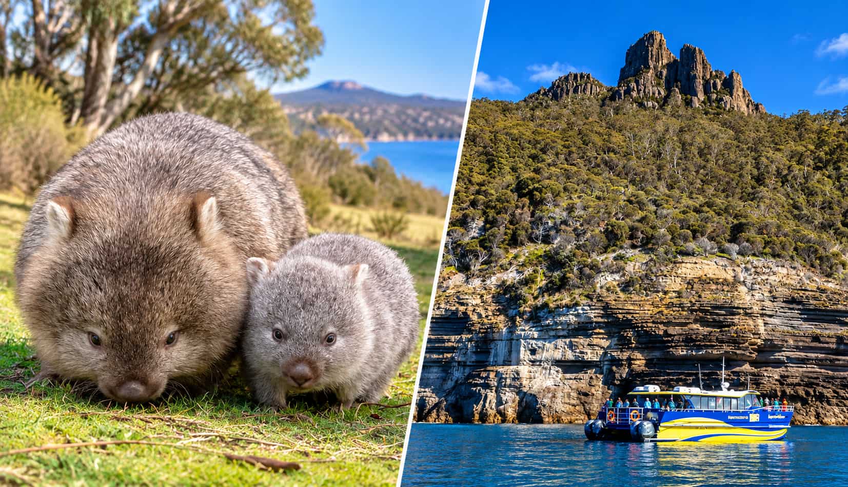 Maria Island Cruise + Walk + Lunch (Tasmanian Best Island to Visit)