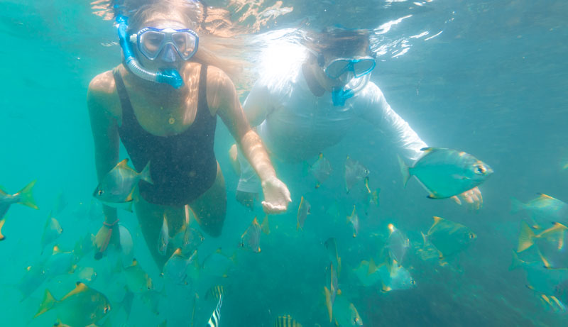 Broadwater Dolphin Kayaking & Snorkelling Tour image 2
