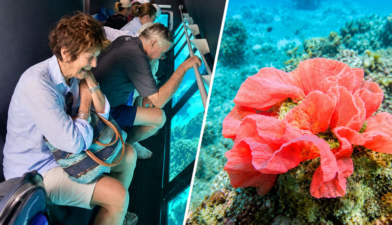 Ningaloo Coral Viewing image 4
