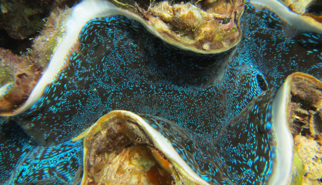 Ningaloo Coral Viewing image 3