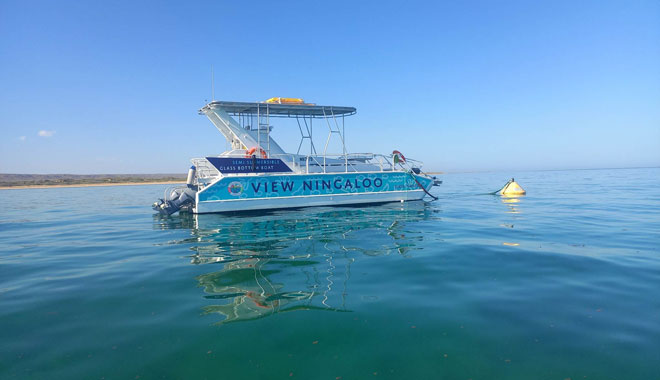 Ningaloo Coral Viewing image 2