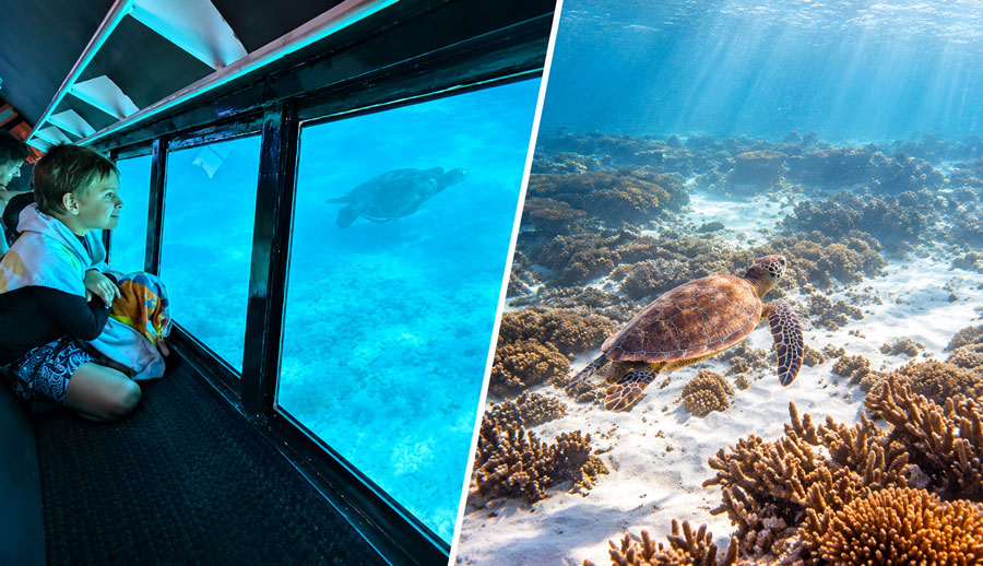 Ningaloo Coral Viewing