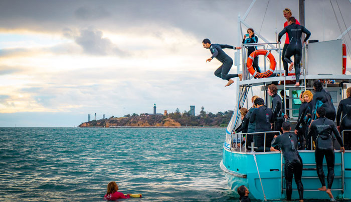 Maureen Cruises | Seals & Dolphins Swim Tour