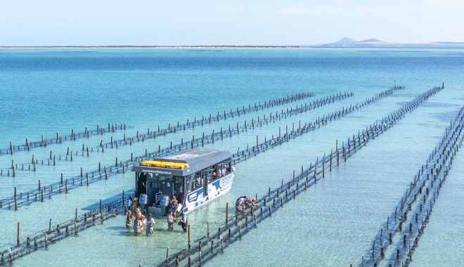 A Taste of Coffin Bay Day Tour